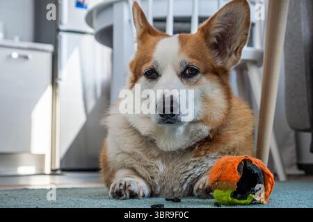 Entspannter Corgi-Hund liegt auf einem weichen Teppich mit einem farbenfrohen Spielzeug daneben in einem gemütlichen, von natürlichem Licht beleuchteten Innenbereich Stockfoto