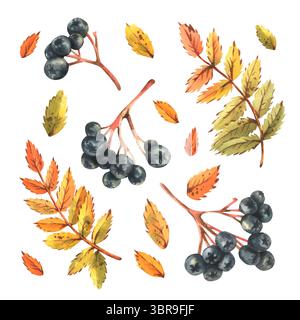 Aquarell-Clip-Art-Set mit schwarzen vogelbeeren, Herbstlaub und gelben Blättern. Handgezeichnete Illustrationselemente für saisonale Einrichtung, Design und Stockfoto
