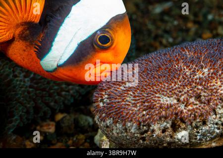 Australische Anemonenfische mit Eiern, Amphiprion rubrocinctus , Mabini, Luzon, Philippinische See, Philippinen Stockfoto