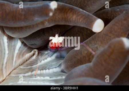 Commensal Shrimps in Sea Anemone, Periclimenes kororensis, Mabini, Luzon, Philippinische See, Philippinen Stockfoto
