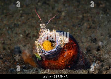 Mantis Shrim mit Eiern, Gonodactylinus sp., Mabini, Luzon, Philippinisches Meer, Philippinen Stockfoto
