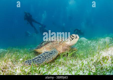 Green Sea Turtle and Scuba Diver, Chelonia mydas, Loon, Bohol, Cebu Strait, Philippinische See, Philippinen Stockfoto