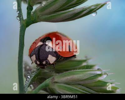 Eine Nahaufnahme eines Marienkäfers (Coccinellidae), der früh am Morgen auf einer taufrischen Grasklinge ruht. Wassertröpfchen und ein weicher Bokeh-Hintergrund sorgen für einen traumhaften Traum Stockfoto