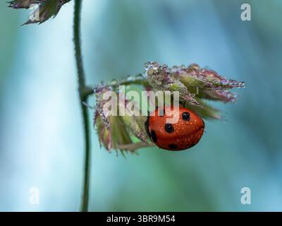 Eine Nahaufnahme eines Marienkäfers (Coccinellidae), der früh am Morgen auf einer taufrischen Grasklinge ruht. Wassertröpfchen und ein weicher Bokeh-Hintergrund sorgen für einen traumhaften Traum Stockfoto