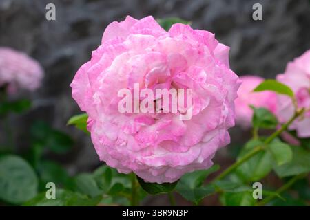 Schöne rosa Rose in Blüte im Llandovery Garten Carmarthenshire Wales Großbritannien Juli 2025 Großbritannien KATHY DEWITT Stockfoto