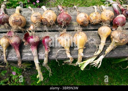 Eine Reihe von braunen und roten einheimischen Zwiebeln, die an heißem Tag in der Sonne auf einer Holzbank trocknen, nachdem sie aus dem Hausgarten Carmarthenshire Wales UK 2025 ausgegraben wurden Stockfoto
