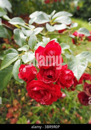 Nahaufnahme von roten Rosen, die im Garten mit grünem Laubhintergrund blühen. Perfekt für Blumenmotive. Stockfoto