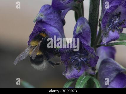 Hummel, die Nektar aus einem Delphinium sammelt Stockfoto