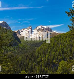 Ein majestätischer, teilweise schneebedeckter Dolomitengipfel erhebt sich über einem riesigen, üppig grünen Kiefernwald unter einem klaren blauen Himmel. Stockfoto