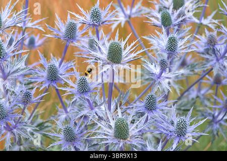 Eine Hummel fliegt um Blue Eryngium bourgatii, Mittelmeer-Stechpalme in Blüte. Stockfoto
