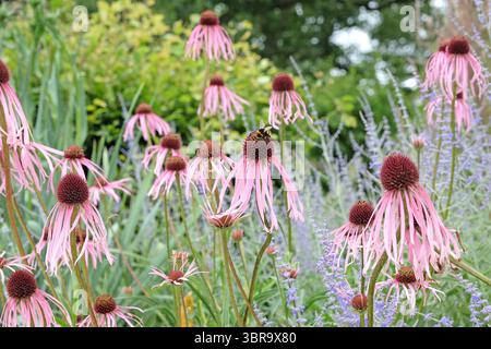 Eine Hummel, die auf einer rosa Echinacea pallida sitzt, blassviolett, in Blüte. Stockfoto