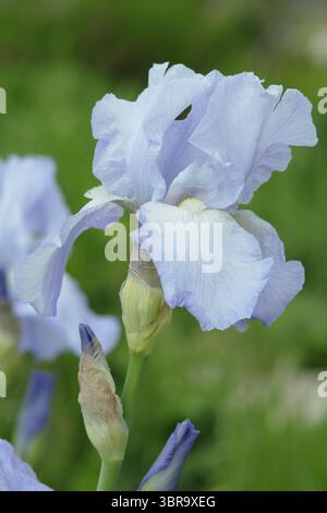 Hellblaue Blüten von Iris 'Jane Phillips', einer großen bärtigen Iris. VEREINIGTES KÖNIGREICH Stockfoto