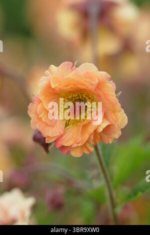 Geum 'Mai Tai', Cocktailserie, die Blumen in einer Gartengrenze des späten Frühlings präsentiert. UK Stockfoto