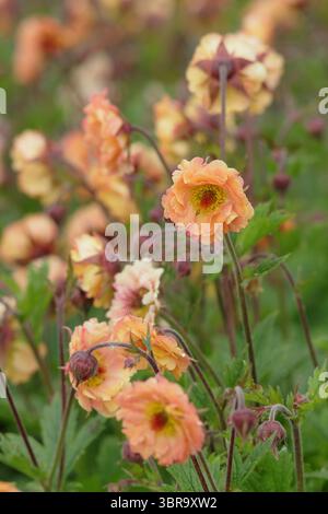 Geum 'Mai Tai', Cocktailserie, die Blumen in einer Gartengrenze des späten Frühlings präsentiert. UK Stockfoto