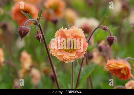 Geum 'Mai Tai', Cocktailserie, die Blumen in einer Gartengrenze des späten Frühlings präsentiert. UK Stockfoto