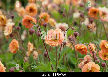 Geum 'Mai Tai', Cocktailserie, die Blumen in einer Gartengrenze des späten Frühlings präsentiert. UK Stockfoto