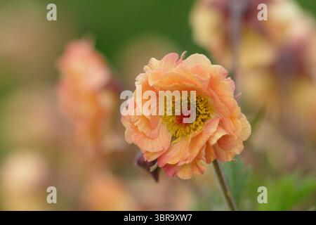 Geum 'Mai Tai', Cocktailserie, die Blumen in einer Gartengrenze des späten Frühlings präsentiert. UK Stockfoto