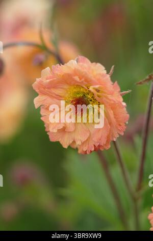 Geum 'Mai Tai', Cocktailserie, die Blumen in einer Gartengrenze des späten Frühlings präsentiert. UK Stockfoto