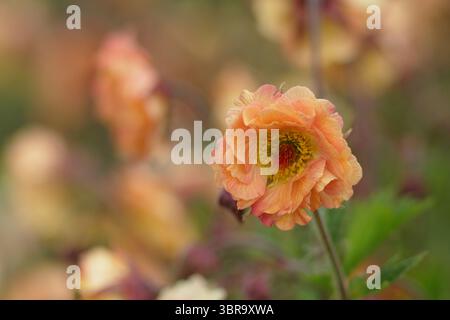 Geum 'Mai Tai', Cocktailserie, die Blumen in einer Gartengrenze des späten Frühlings präsentiert. UK Stockfoto