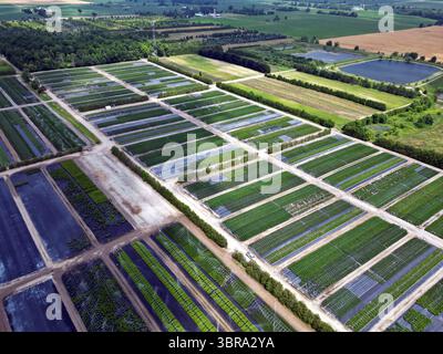 Aus der Vogelperspektive eines großen Gartenbaubetriebs mit Reihen von Kulturpflanzen, organisierten Feldern, in einer ländlichen Bauernlandschaft. Stockfoto