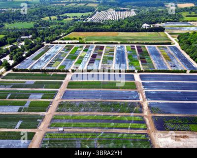 Aus der Vogelperspektive eines großen Gartenbaubetriebs mit Reihen von Kulturpflanzen, organisierten Feldern, in einer ländlichen Bauernlandschaft. Stockfoto