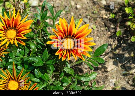 Schatzblume, Gazania Rigens (L.) Gaertn., in voller Blüte Stockfoto