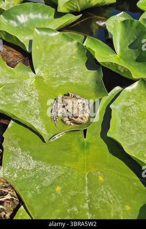 Ein braun-grüner Frosch liegt friedlich auf einem großen, leuchtend grünen Seerosenpolster Stockfoto
