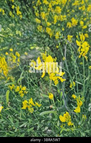 Der lebhafte Garten entfaltet Sträucher von hellgelben Blüten des Spartium junceum. Zarte erbsenartige Blüten von spanischem Besen Stockfoto
