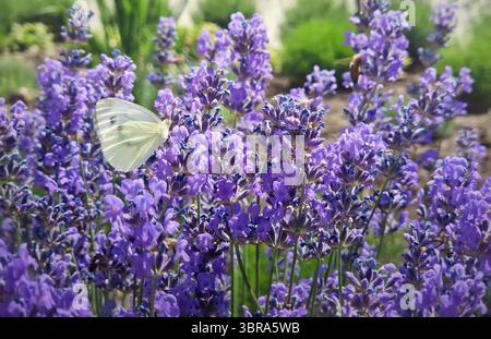 Der wunderschöne Pieris-Raven-Schmetterling bestäubt leuchtende lila Lavendelblüten unter mehreren fleißigen Bienen. Kleiner Kohl ernährt sich von Lawan Stockfoto