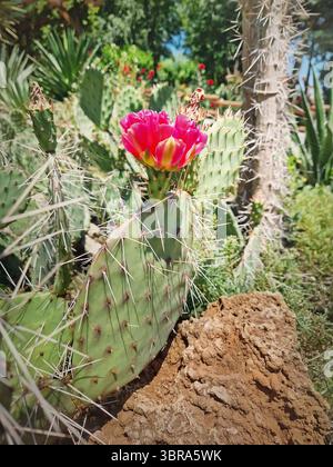 Wunderschöne Irisblumen mit Wassertropfen auf Blütenblättern nach Regen. Leuchtende lila Farben mit komplexen gelben und weißen Blüten Stockfoto