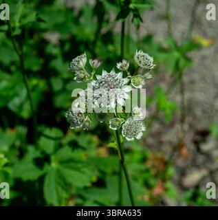 astrantia Major (Astrantia Major) Stockfoto