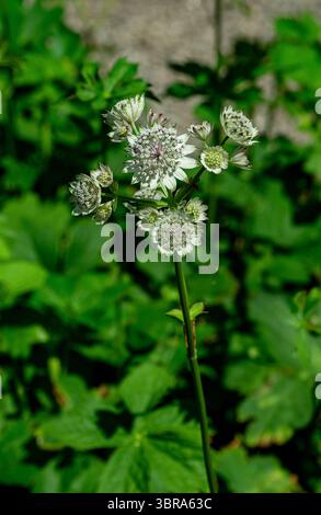 astrantia Major (Astrantia Major) Stockfoto