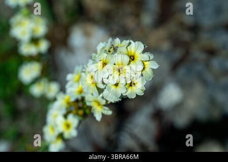Sisyrinchium striatum, hellgelbe Augengras- oder Satinblume, hellgelbe Blüten Stockfoto