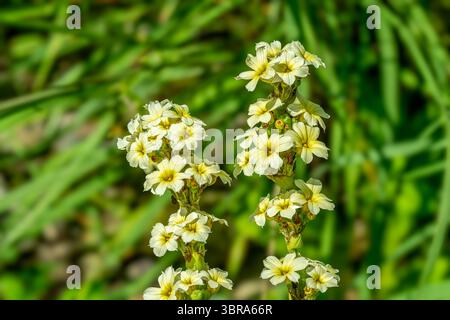 Sisyrinchium striatum, hellgelbe Augengras- oder Satinblume, hellgelbe Blüten Stockfoto