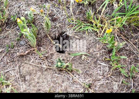 Ein Loch eines Tieres ist im Boden sichtbar. Ein Schlangen- oder Maulwurfloch. Stockfoto