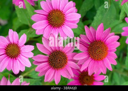 Ich schaue hinunter auf die Kopie der Bright Pink Coneflower Stockfoto