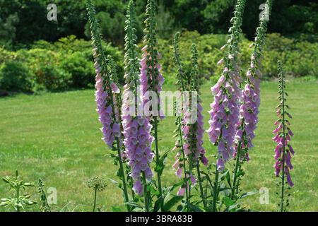 Zarte rosafarbene Fuchshandschuhblüten stehen in hellem Sonnenlicht auf üppigem Grün. Stockfoto