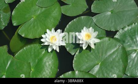 Zwei weiße Lilien blühen anmutig auf leuchtend grünen Blättern und strahlen Ruhe aus. Stockfoto