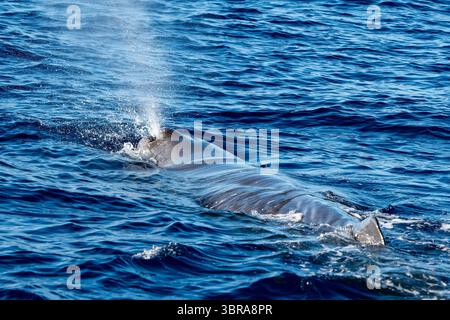 Ein Spermwal, der auf der Meeresoberfläche atmet Stockfoto