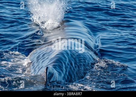 Ein Spermwal, der auf der Meeresoberfläche atmet Stockfoto
