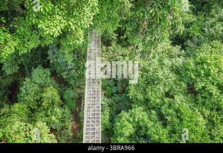 Aus der Vogelperspektive des Baldachin-Gehwegs in Sepilok, Borneo, Malaysia. Stockfoto