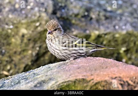 Nahaufnahme eines Pine Siskin Vogels „Spinus pinus“, der an einem felsigen Strand auf Vancouver Island in British Columbia Kanada auf der Suche ist Stockfoto