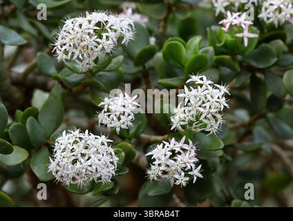 Jade Plant, Lucky Plant, Money Plant oder Money Tree, Crassula ovata (Crassula portulacea), Crassulaceae. Provinz Kap, Südafrika. Stockfoto