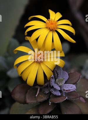 Medley-Wood's Caputia, String of Banjul oder Medley Woodii, Caputia medley-woodii, syn. Senecio medley-woodii, Asteraceae. Südafrika. Stockfoto