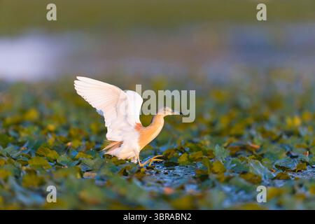 Squacco Reiher Ardeola ralloides, Zuchtgefieder, der durch die aquatische Vegetation auf der Jagd nach Beute läuft, Donaudelta, Rumänien, Juni Stockfoto