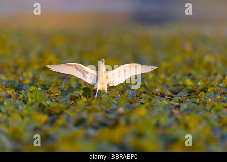 Squacco Reiher Ardeola ralloides, Zuchtgefieder, Erwachsener, stehend auf Wasservegetation mit offenen Flügeln, Donaudelta, Rumänien, Juni Stockfoto
