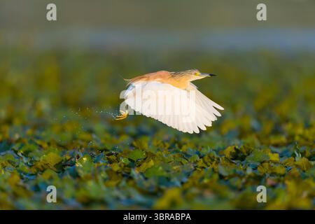 Squacco Reiher Ardeola ralloides, Zuchtgefieder im Erwachsenenflug, Donaudelta, Rumänien, Juni Stockfoto