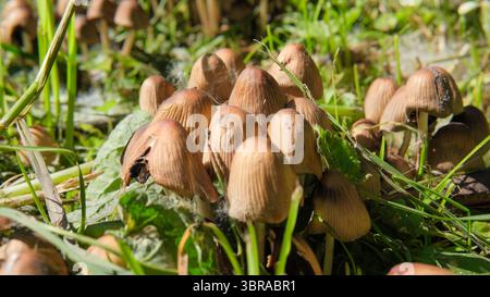 An einem sonnigen Nachmittag wachsen kleine Pilzgruppen inmitten von lebhaftem grünem Gras. Stockfoto