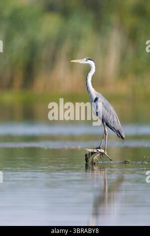 Graureiher Ardea cinerea, Erwachsener fliegt auf schwimmendem Ast, Donaudelta, Rumänien, Juni Stockfoto