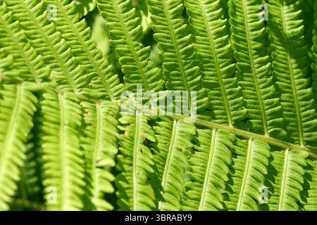 Sonnendurchflutete Farnblätter schaffen einen lebendigen grünen Wandteppich in der Umgebung der Natur. Stockfoto